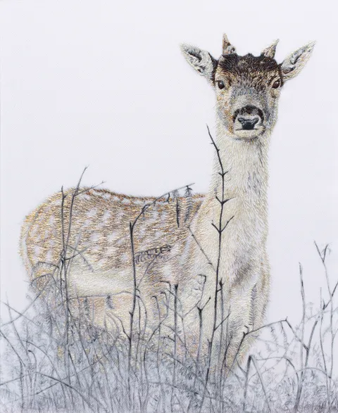 Young Richmond Deer