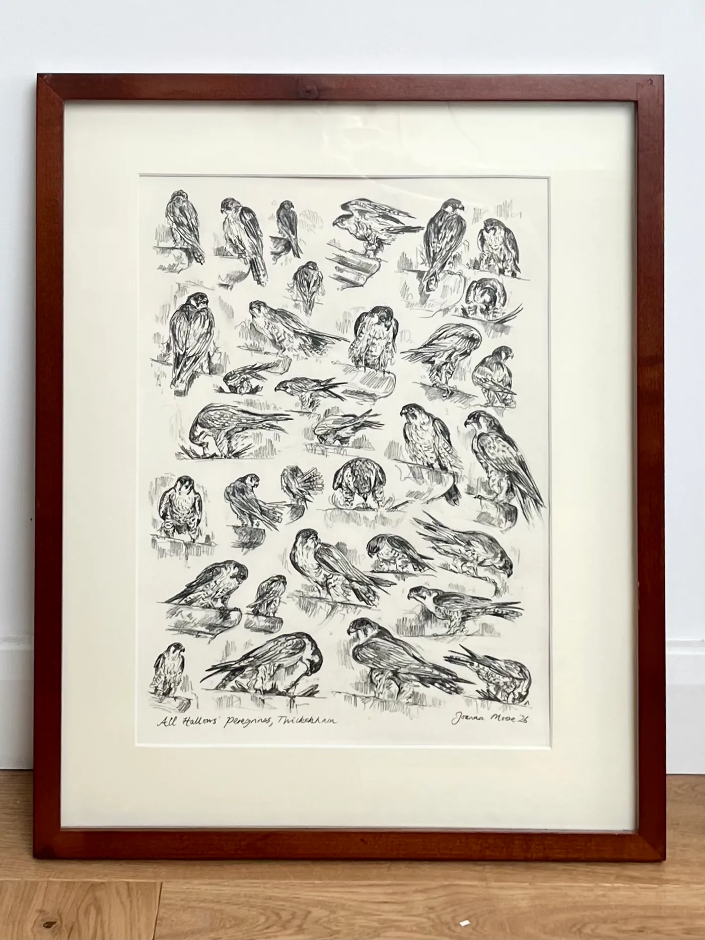 All Hallows' Peregrines, Twickenham (observational studies from my window)