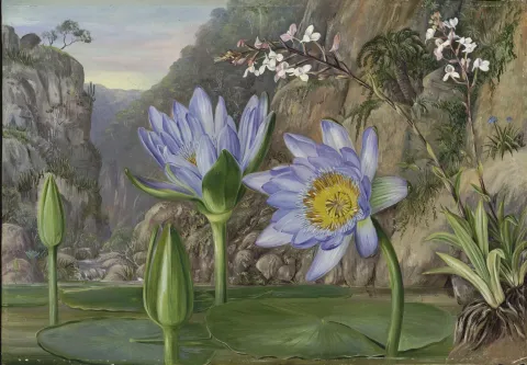 Artwork by Marianne North